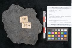 Foto (Objekt + Etikett) von Callipteris sp.  (NHMW-GEO-2024-0188-10920)